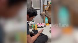 Funny pet dog wakes up sleepy owner by tapping his head with paw