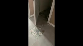 The playful cat runs away from her owner and hides in the bathroom