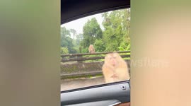 Wild monkey jumps on tourist car’s window when they opened to wave