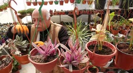 Palestinian Abdel Muti Al-Safadi, 56, and his wife, Abeer Al-Safadi, 50, inspect saplings on the roof of their house in Gaza city