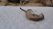 temp
