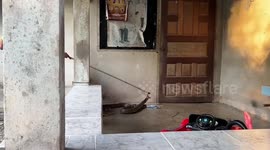 Wildlife handlers wrangle huge 13ft long king cobra from family's home