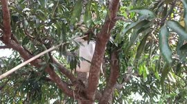 Would you eat these dishes rustled up from in-season ANT EGGS?