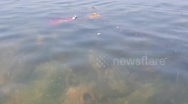 playing of group  under water fishes in the river in sambalpur Mahanadi river Odisha