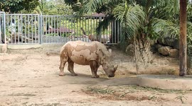 White Rhino Second Largest Land Mammal