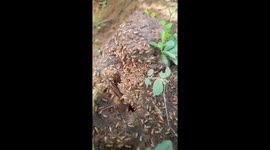 Group of Termites Coming of  Underground After Rain in India
