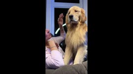 Cute Golden Retriever falls asleep while owner plays with his mane *Soothing!*