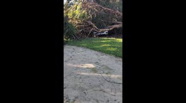 Los Angeles County winds knocked down trees in Long Beach