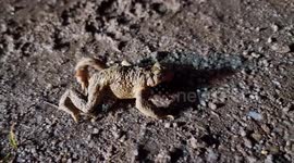 Toads crossing the road  First Sign of Spring