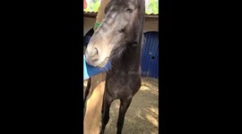 Horse therapy on Black Horse Ranch Costa Rica, my friend Jessa has beautiful ocean cabins 8 mins from Tamarindo Costa Rica.