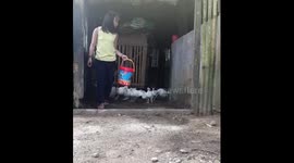 Feeding time of the chickens and you can see the chickens were so excited to e feed.They keep on following the little girl.