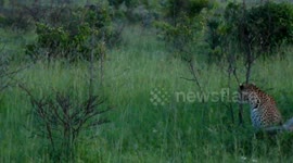Leopard escapes Lions on the prowl during our Safari