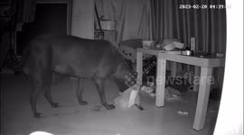 CCTV captures dog stealing four burgers off table while owner is asleep