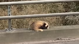 M5 closed off to rescue badger teetering on the edge of 100-metre drop