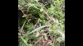 SNAKE IN THE GRASS. IN INDIA .