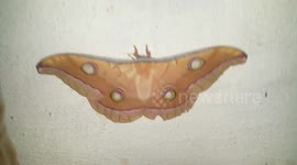 DARK BUTTERFLY SITTING ON WALL