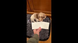 Marty the Ween Chooses His Day