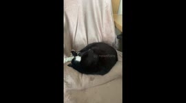 A very sleepy kitty needed to be waken up for some food but didnt feel like it