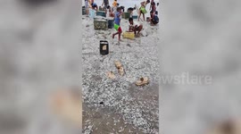 Thousands of fish wash up on beach following Philippines earthquake