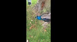 Confused residents watch invasive peacocks roam around in Vancouver Island BC Canada (Victoria)