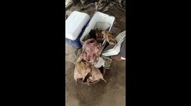 Weird Animals eaten in West Africa.