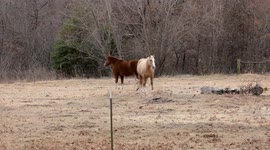A slow motion video of two horses standing in a pasture with the leaves blowing up around them.