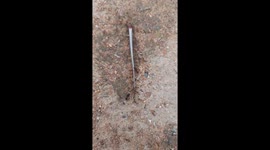 Animal Ant Team Work in India . Power of Team work . ANIKAL LIFE