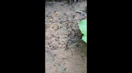 Black Ants Carrying  Eggs on the garden . Black Ant Moving  Egg