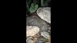 small black ant in India .  Small black Ants carrying a egg on the stone