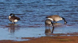 Canada geese foraging for food in the shallow water along the banks of a lake.