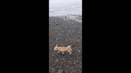 When you want to enjoy the beach but you have puppies to attend to. A Mother is Alway's a Mother.