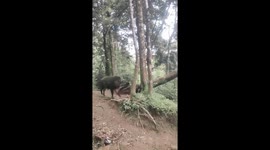 Frightened hikers come face to face with wild boar while trekking in Indonesia's Cikuray Garut mountains