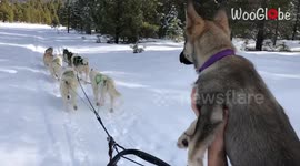 Adorable Husky puppy can’t wait to be a sled dog and run with her pals