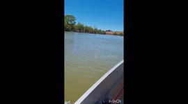 Checking yabby pots and came across two emus swimming across Murray river