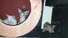 Cardboard House for small kittens. kitten see the camera in India