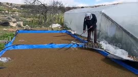 Palestinian man in West Bank cultivates Azolla aquatic ferns as a livestock feed