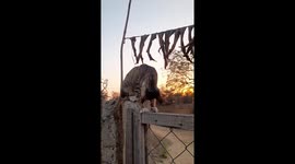 cat playing on top of wooden gate in India . funny cute pet cat