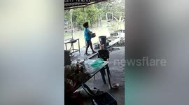 King cobra creeps up on terrified housewife while she cooks on patio