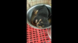 After feed them  they always want to sleep 