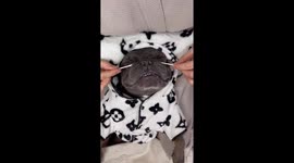 Spoiled bulldog wearing Louis Vuitton dressing gown gets luxury spa treatment