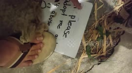 Struggling pet owner leaves heartbreaking note with kitten found abandoned in street