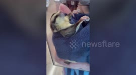 Pet sugar-glider sleeps in adorable corpse-like vampire pose