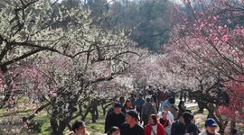 Tourists Enjoy Plum Blossoms at Meihua Mountain in Nanjing, China
