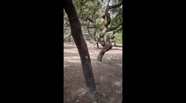 Pelos caminhos do Alentejo, no seu plano verde, mas também amarelo, faz as suas cores e animais , Portugal