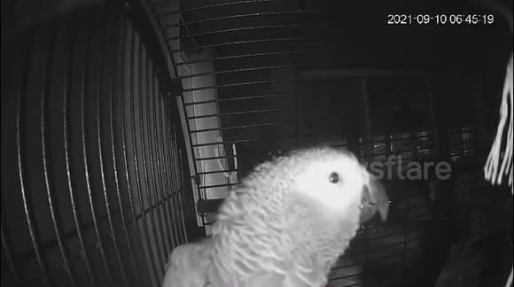 Parrot Asks Alexa To Add Pulled Pork "Alexa, add pulled pork!" Clever pet parrot tells smart home device to