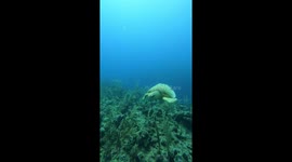 Large turtle gets up close and personal with divers.