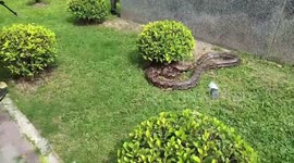 Rescue team catches huge python hiding in garden outside hotel