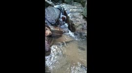 unedited forest inside Video