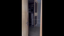 A mischievous Bengal cat eating formula milk