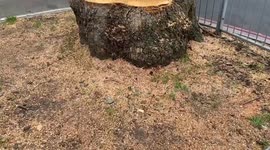 Old trees around Euston Station taxi rank cut down as HS2 building works continue